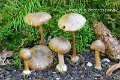 Inocybe asterospora-amf1015